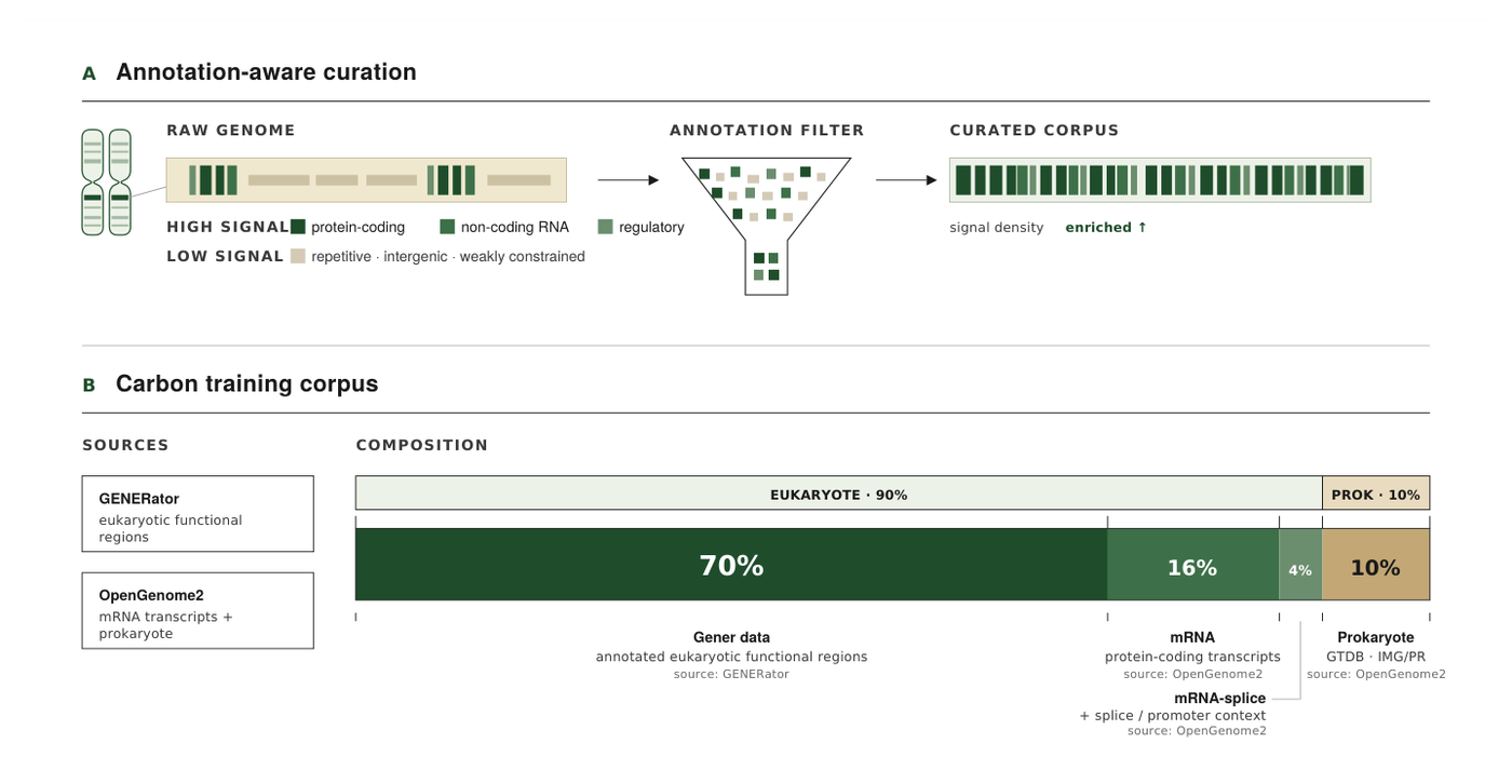 Two-panel diagram of Carbon's pretraining corpus. Panel A shows annotation-aware curation from raw genome to a curated corpus with enriched signal density. Panel B shows the final corpus composition across eukaryotic genomic, mRNA, splice-enriched mRNA, and prokaryote sources.