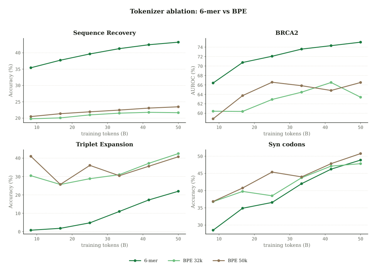 Four-panel ablation comparing fixed 6-mer tokenization against BPE-32k and BPE-50k at matched 3B parameters and 50B tokens, across Sequence Recovery, BRCA2 AUROC, Triplet Expansion, and synonymous codons.