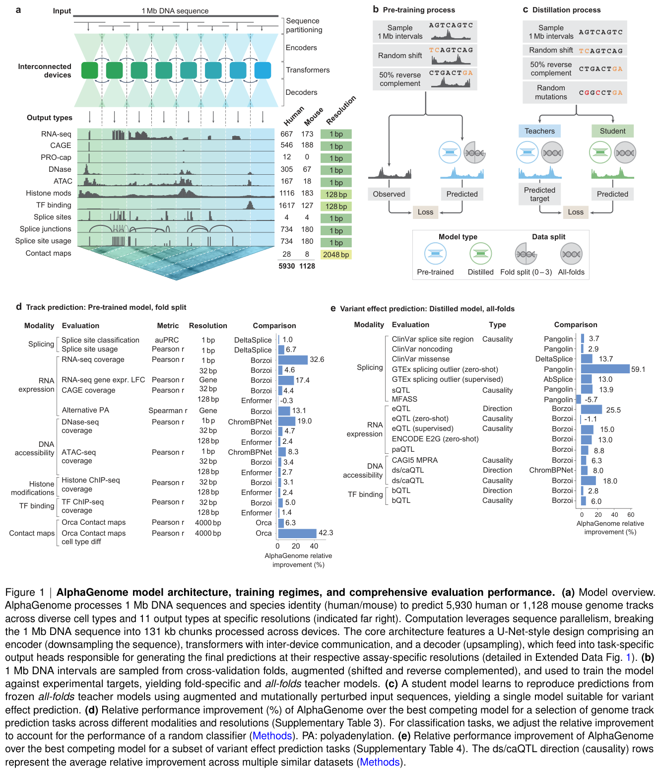 Figure 7: AlphaGenome ingests 1 Mb of DNA through a U-Net-style encoder/transformer/decoder and predicts thousands of functional tracks at base-pair resolution.