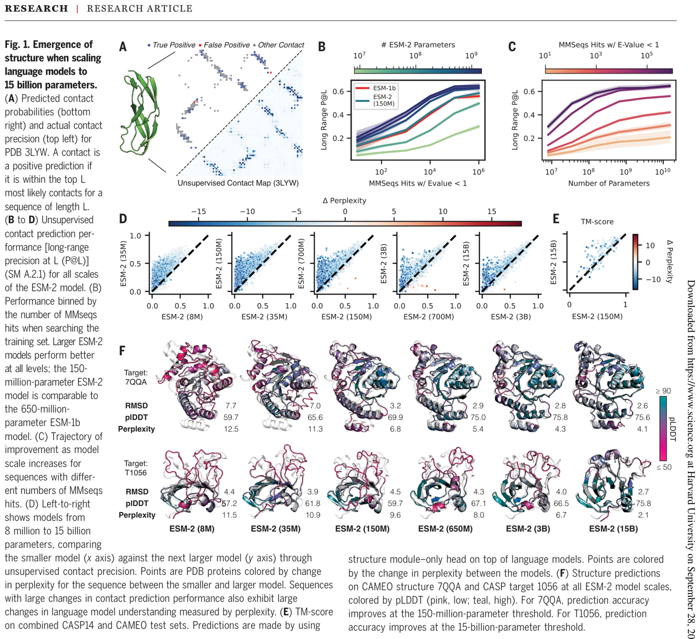 Figure 13: As ESM-2 scales from 8M to 15B parameters, contact-map precision and long-range accuracy rise and example ESMFold predictions sharpen, showing structure emerging from a language model.