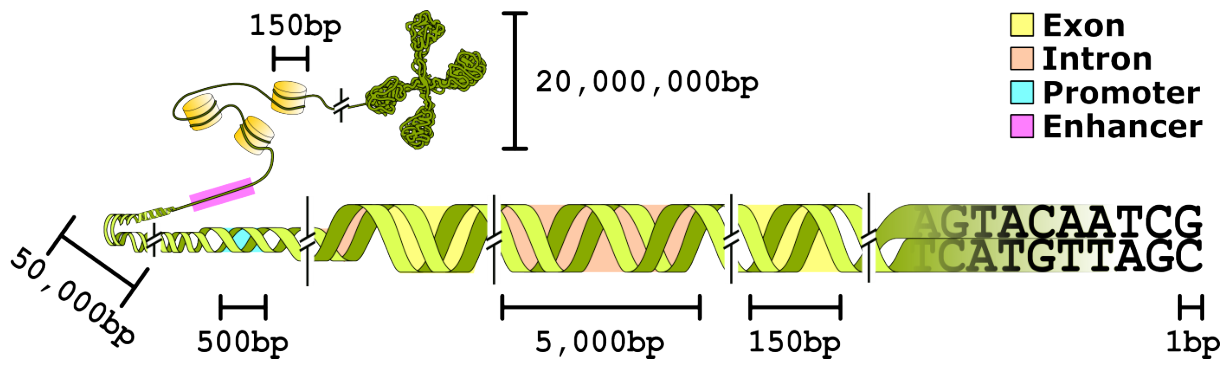 Figure 4: BEND frames seven biologically meaningful genome-annotation tasks against the real length scales of eukaryotic DNA, where high-signal regions are long-range and sparse.
