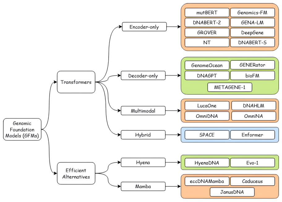 Figure 5: An architectural taxonomy of genomic foundation models (Transformer, state-space/Mamba, and convolution-hybrid families).