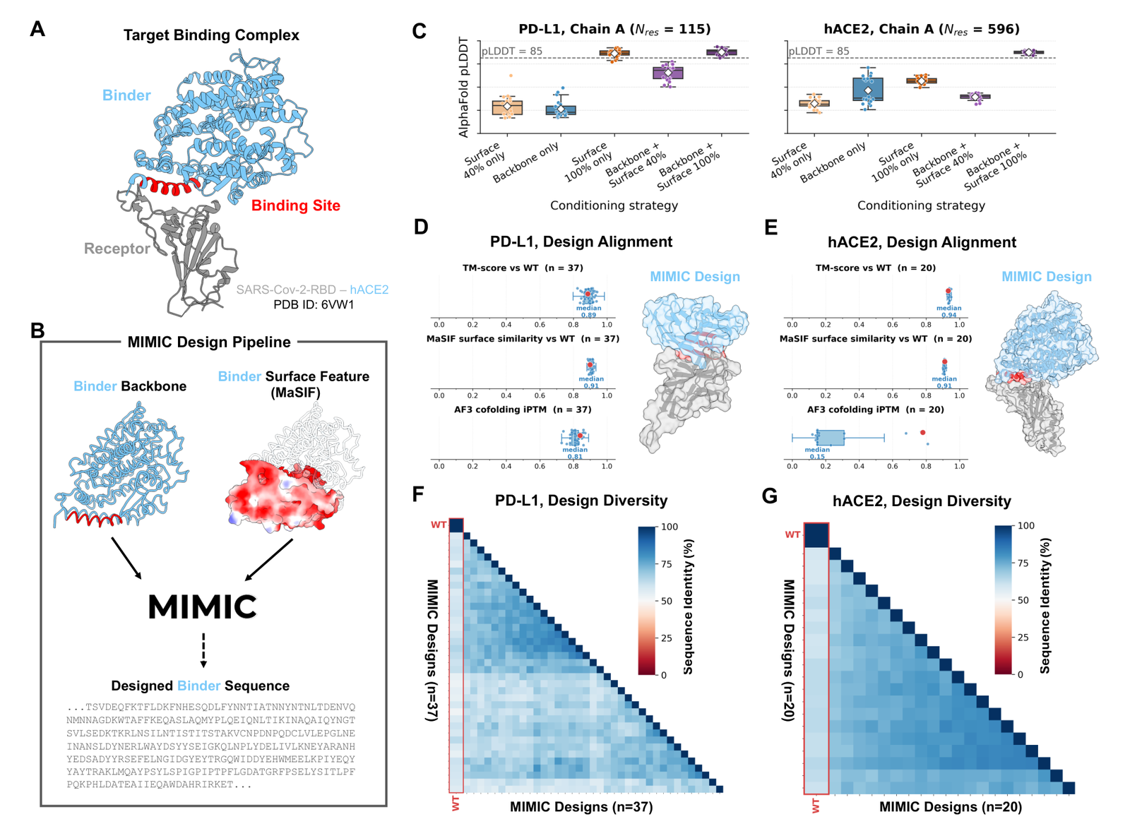Figure 7: Binder design. pLDDT across conditioning strategies, TM-score and MaSIF similarity to wild type, AlphaFold3 cofolding iPTM, and sequence-diversity heatmaps.